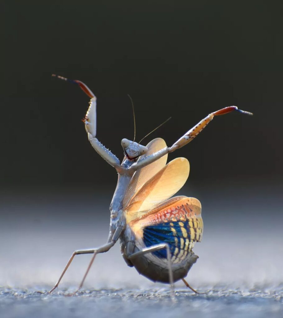 Comedy_Wildlife_Jose_Miguel_Gallego_Molina_Mantis_Flamenca_InsectAward-911x1024 Nikon annuncia l'edizione 2025 del concorso fotografico Comedy Wildlife Awards